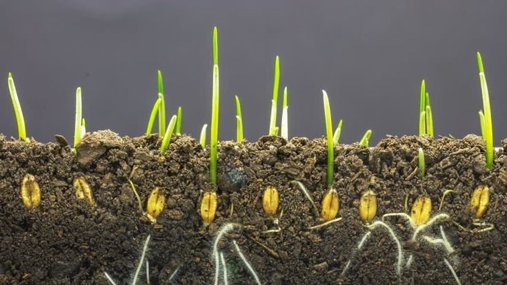 Seed quality testing