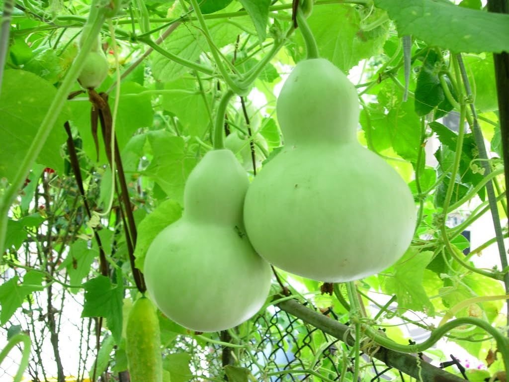 Bottle Gourd product preview