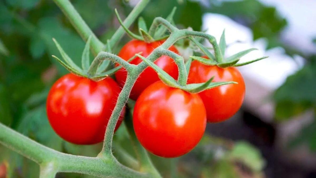 Tomato product preview