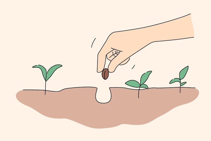 Seedling ready for planting